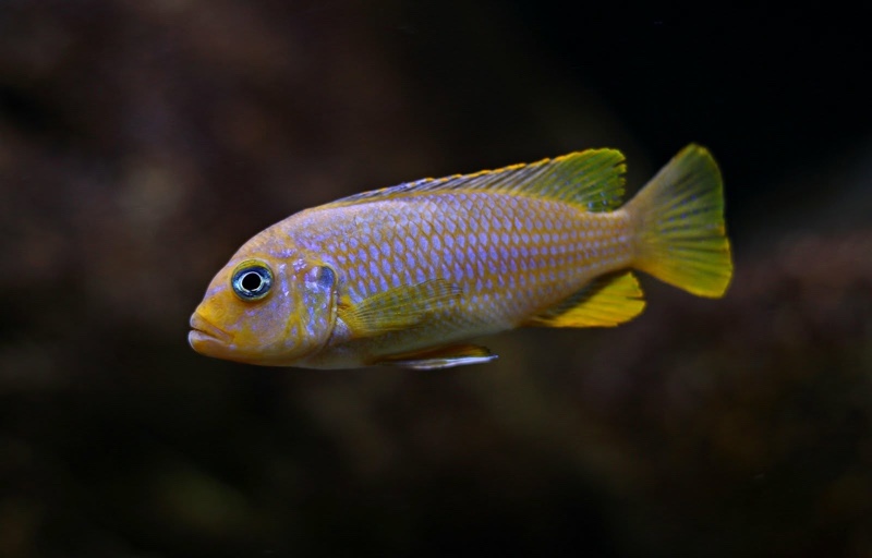 Maylandia sp. 'msobo heteropictus' Thumbi Point